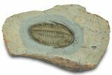 Lower Cambrian Trilobite (Longianda) - Issafen, Morocco #322567-1